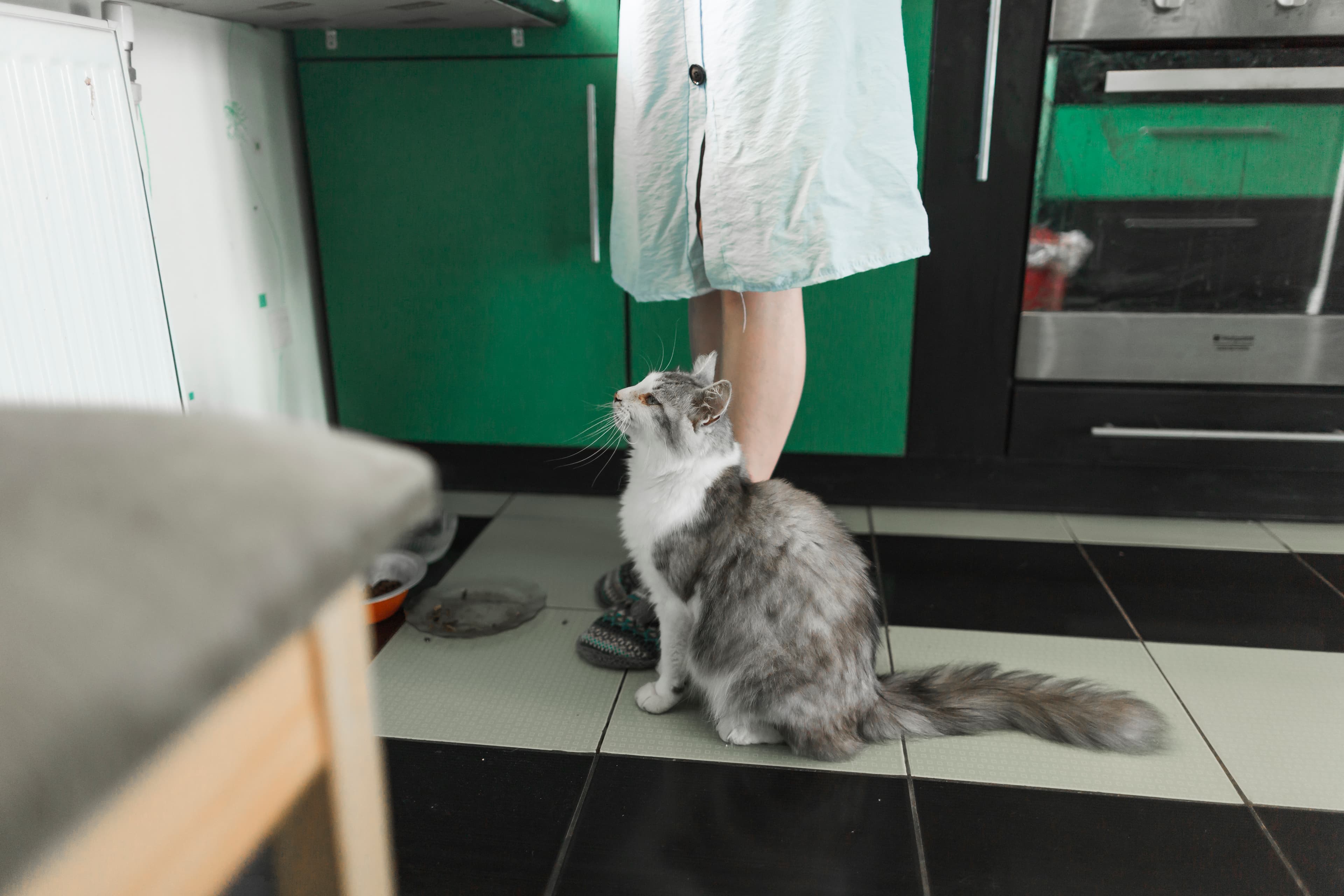 Cat Sitting – One-Hour Visit