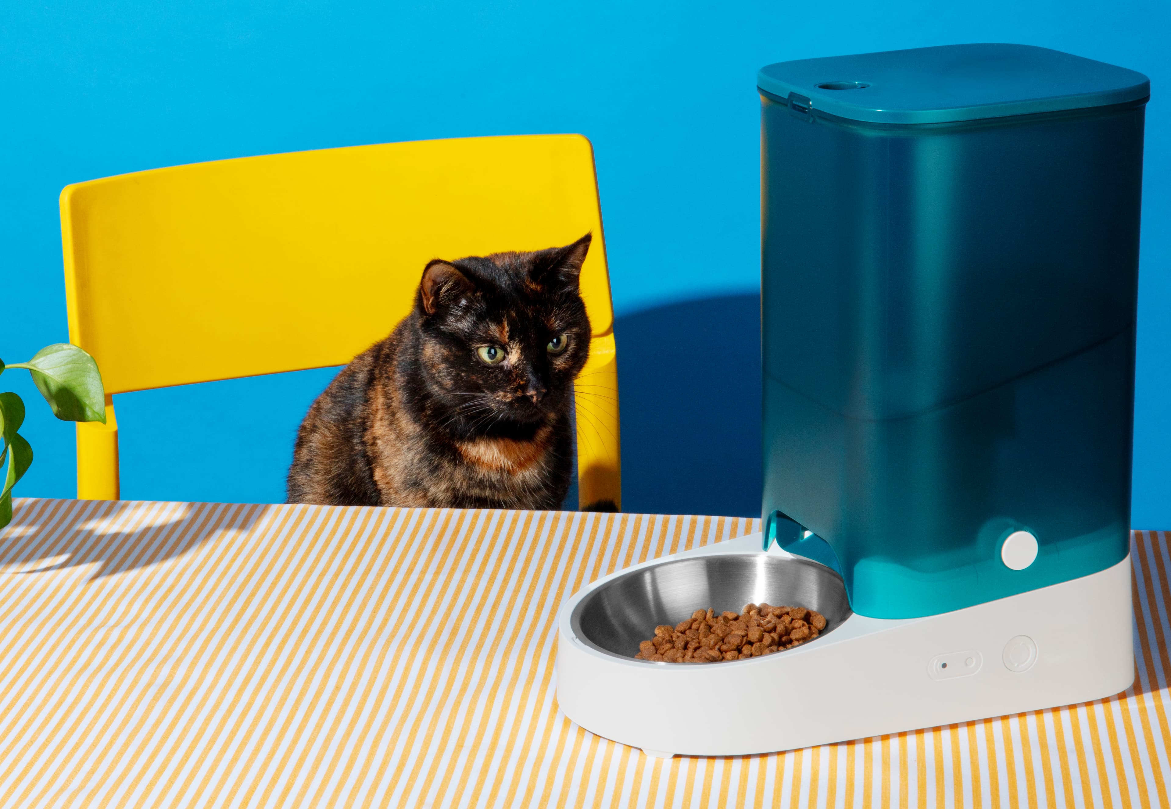 Cat Sitting Services